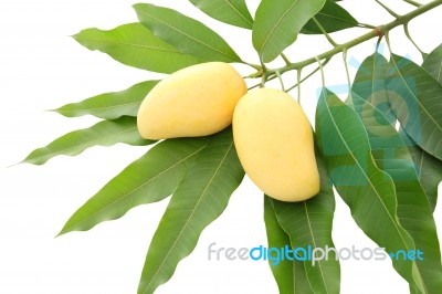 Two Yellow Mango Leaf Isolated On White Background Stock Photo
