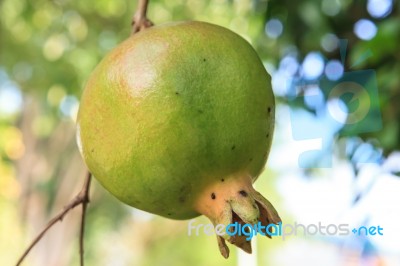 Unripe Pomegranate Stock Photo