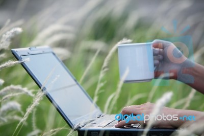 Using Laptop With Coffee Cup And Reeds Background Stock Photo
