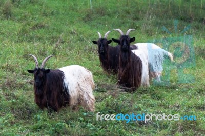 Valais Blackneck Goats Stock Photo