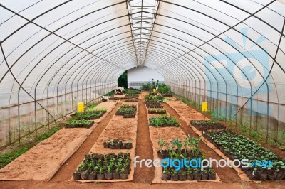 Vegetable Planting In Modern Farm Stock Photo