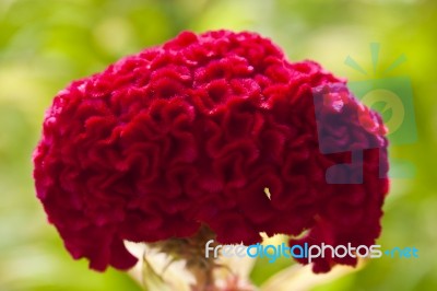 Velvet Flower Stock Photo