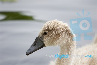 Very Beautiful Portrait Of The Young Swan Stock Photo