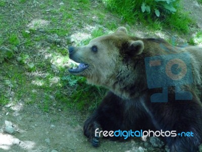Very Happy Bear Stock Photo