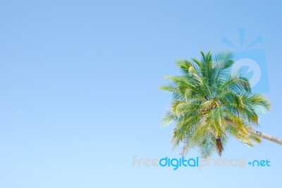Vibrant Coconut Palm Tree Stock Photo