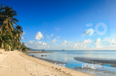 View Of  Tropical Beach With Some Palms Stock Photo