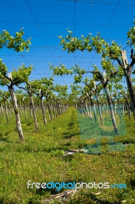 Vineyard Stock Photo