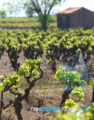 Vineyard Stock Photo Vineyard Stock Photo