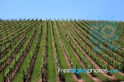Vineyard Stock Photo