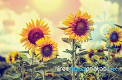 Vintage Style Of The Sunflower Stock Photo