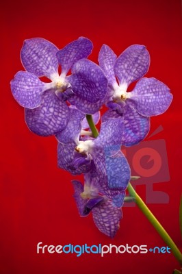 Violet Orchid Stock Photo
