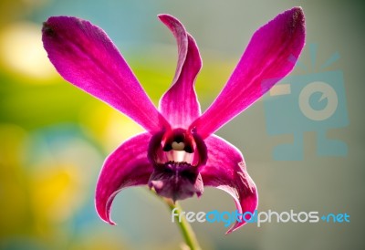 Violet Orchid Stock Photo