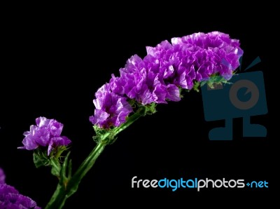 Violet Statice Flower Stock Photo