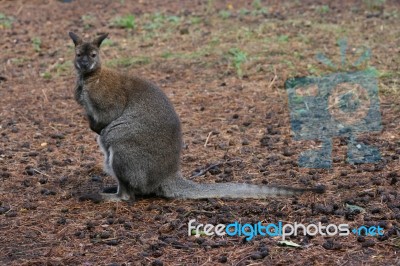 Wallaby Stock Photo