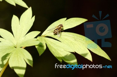 Wasp On Green Leaf Stock Photo