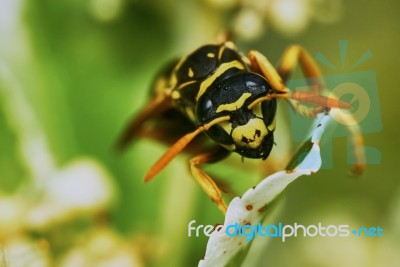 Wasp Sitting On A Leaf Stock Photo