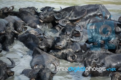 Water Buffalo In River Stock Photo