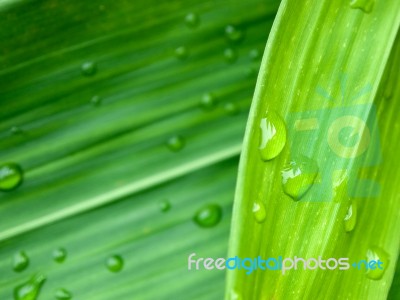 Water Drop On  Green Leaves Stock Photo