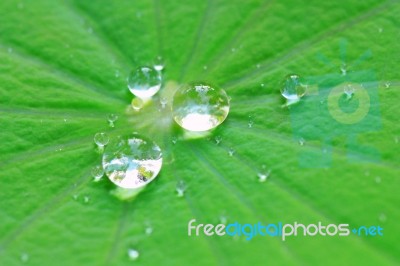 Water Drop On The Leaf Stock Photo