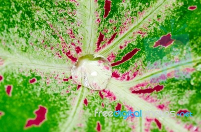 Water Drops In Green Leaf Stock Photo