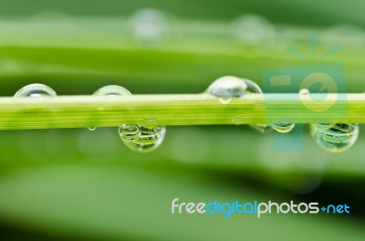 Water Drops In Green Stem Stock Photo