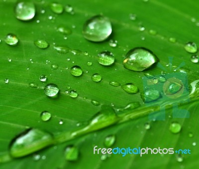 Water Drops On Green Leaf Stock Photo