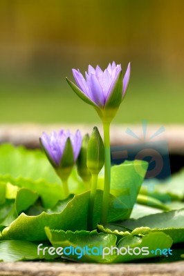 Water Lily With Green Leaves Stock Photo