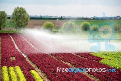Watering Lettuce Fields Stock Photo