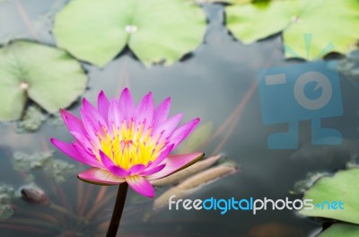 Waterlily Flower In The Pond Stock Photo