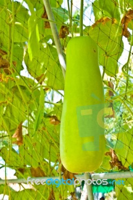 Wax Gourd Or Chalkumra Or Winter Melon Stock Photo