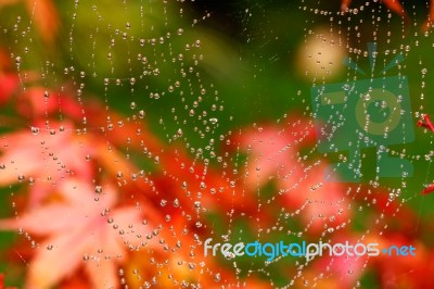 Web Of Pearls Stock Photo