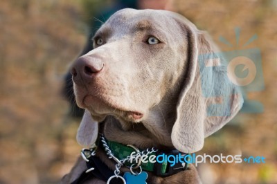 Weimaraner Stock Photo