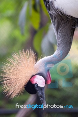 West African Crowned Crane Bird Head Stock Photo