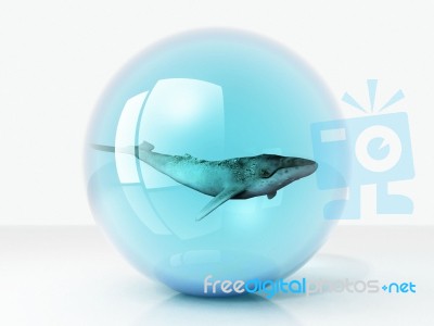 Whales In The Bubble Stock Image