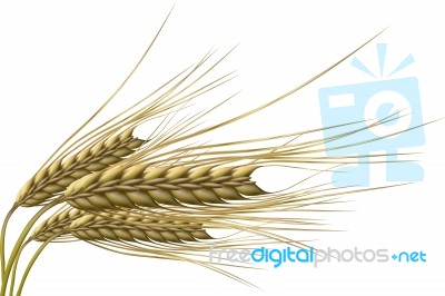 Wheat Grain Stock Image