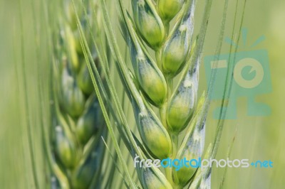 Wheat Grain Stock Photo