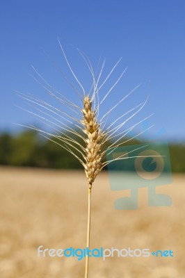 Wheat Grain Stock Photo
