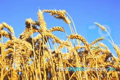 Wheat Grain Field Stock Photo