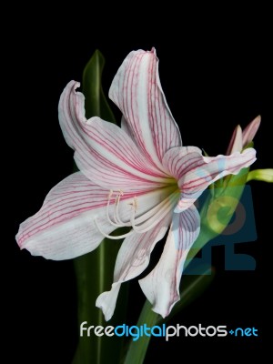 White And Pink Star Lily Stock Photo