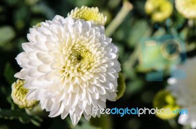 White Chrysanthemum Morifolium Flowers In Garden Stock Photo