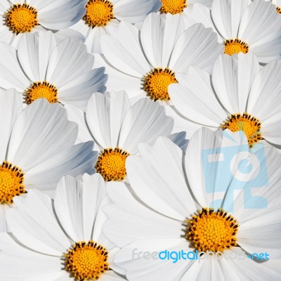 White Cosmo Flowers Stock Photo