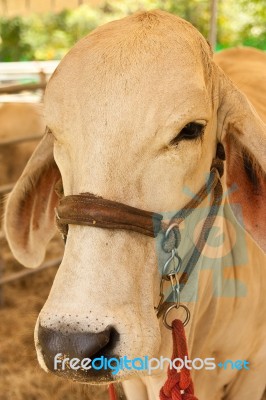 White Cow Stock Photo White Cow Stock Photo