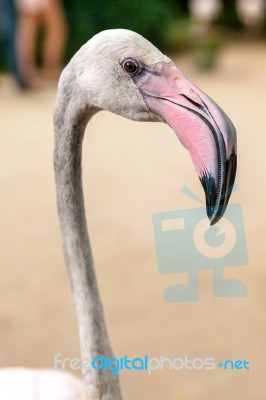 White Flamingo Pink Beak Stock Photo