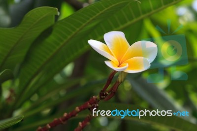 White Frangipani On Tree Stock Photo
