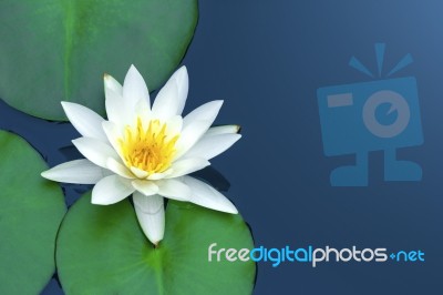 White Lotus Stock Photo