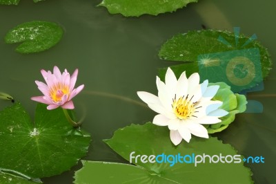 White Lotus In Shady Pond And Other Small Stock Photo