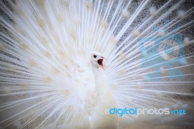 White Male Indian Peacock With Beautiful Fan Tail Plumage Feathe… Stock Photo