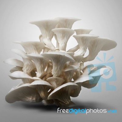 White Mushroom Stock Photo