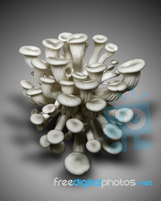 White Mushroom Stock Image