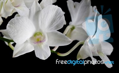 White Orchid Stock Photo